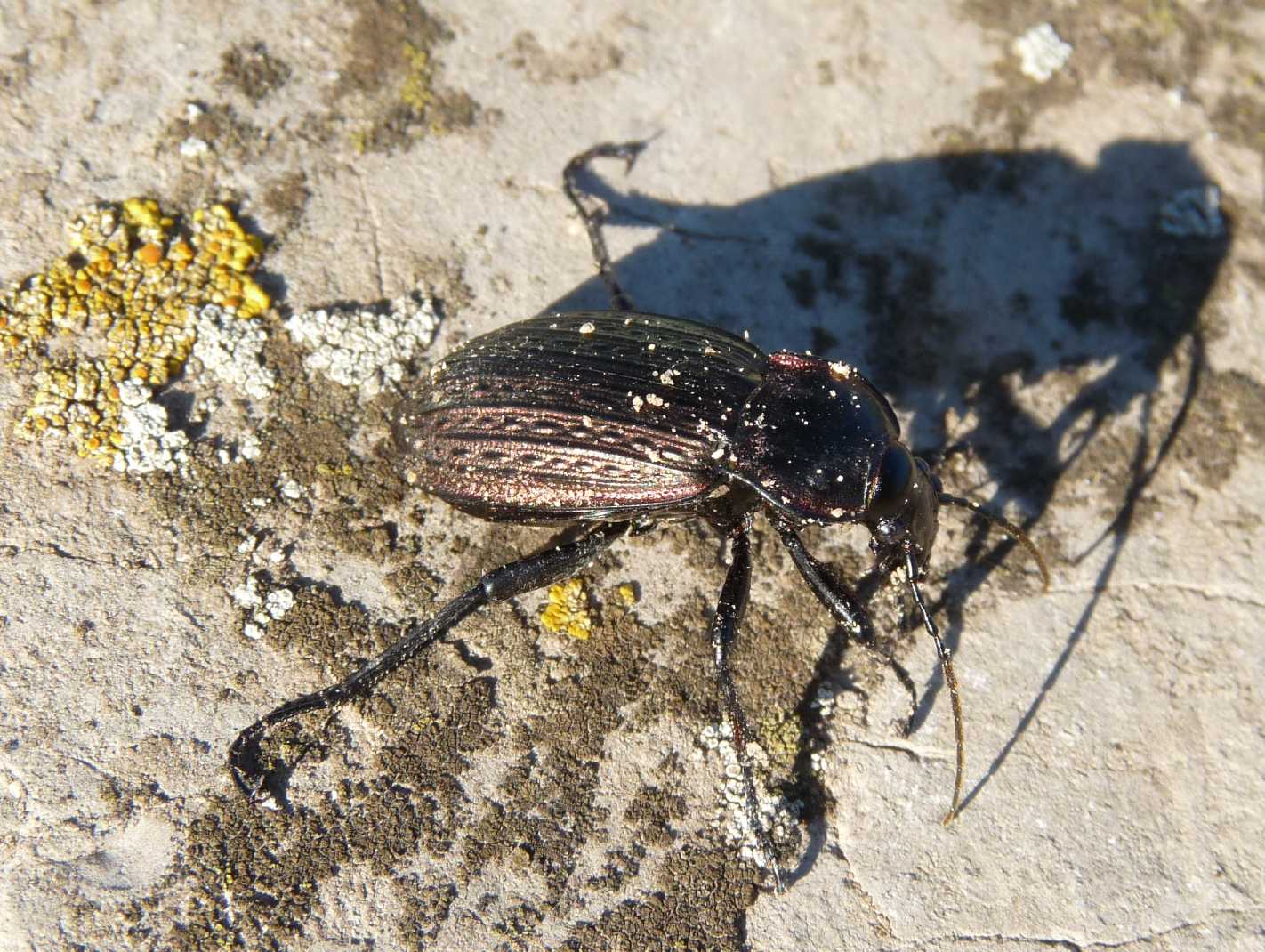 Carabus morbillosus constantinus